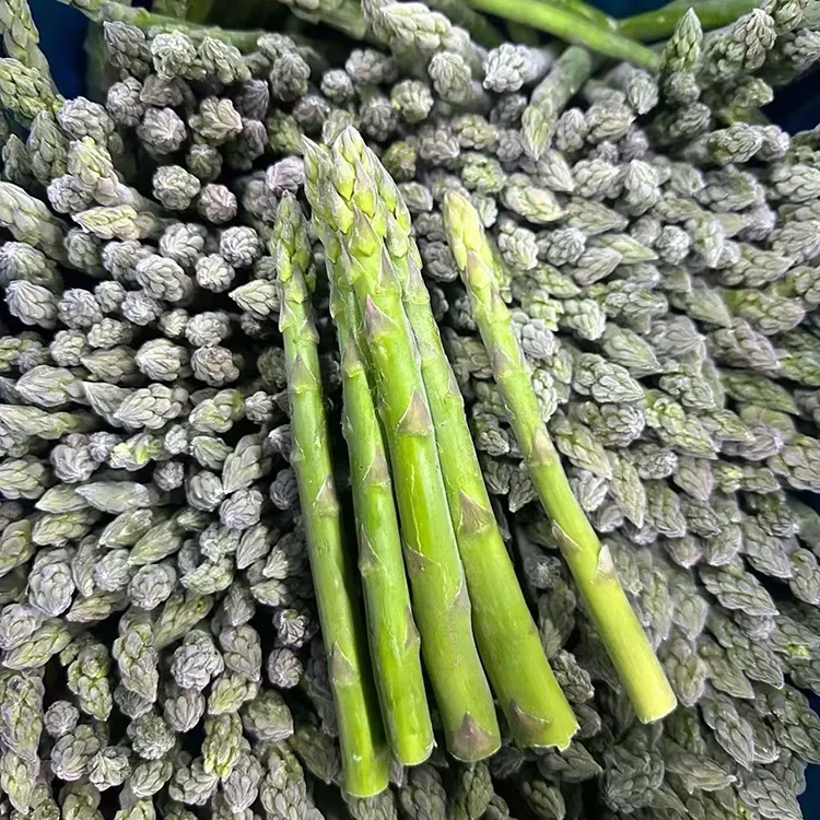 Wybrane mrożone zielone szparagi w celu zapewnienia stałej obsługi gastronomicznej i dostaw składników
