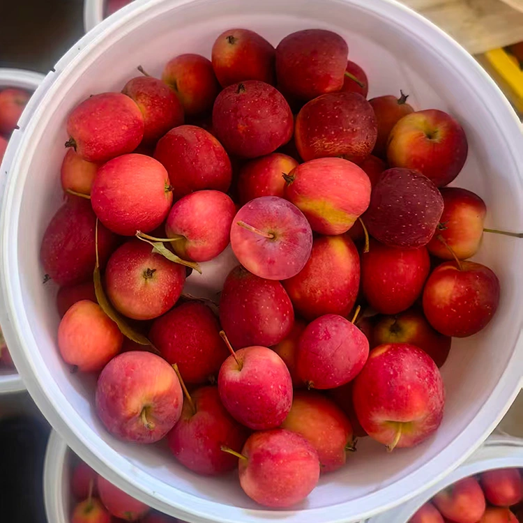 High-Grade New-Crop Chinese Cherry Apple