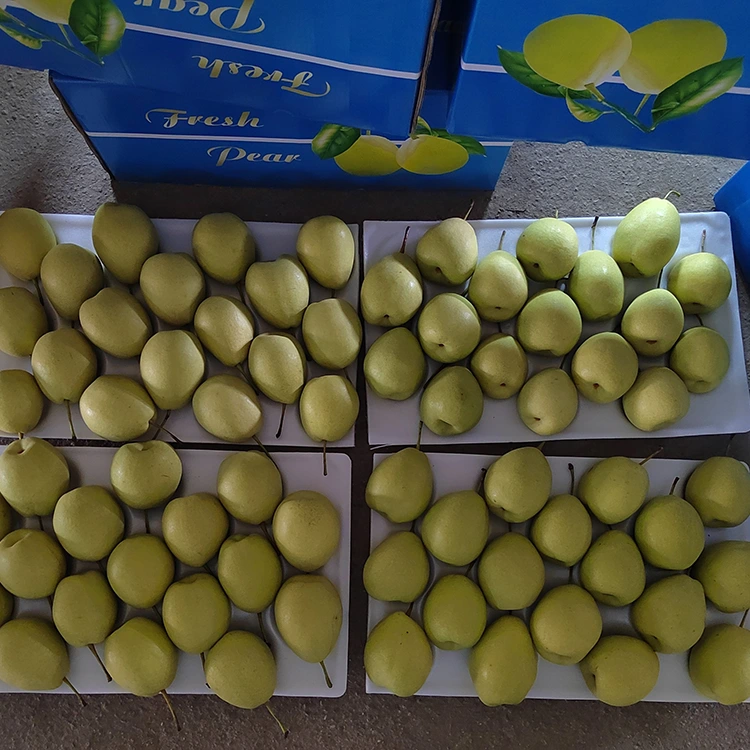 Naturalnie słodkie gruszki Shandong